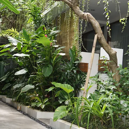 Arana Suite-2